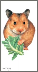 Kaart Hamster